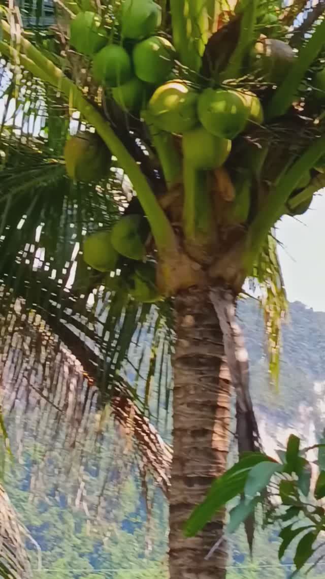 Такой кокос на рынке не купишь смотреть онлайн