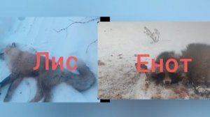 охота на лис проверка капканов .. на лису и енота....