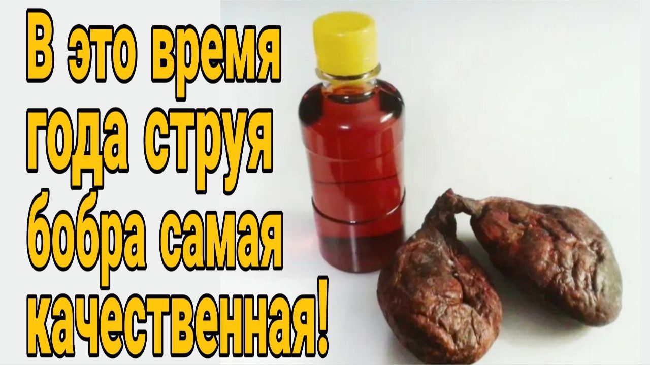 🔥В такой струе полезных свойств гораздо больше! В какое время нужно заготавливать бобровую струю_