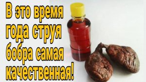 🔥В такой струе полезных свойств гораздо больше! В какое время нужно заготавливать бобровую струю_