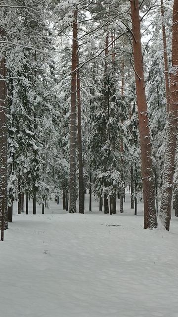 Сосновый бор, который планируют вырубать / Достопримечательности города Дубна /