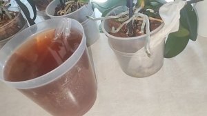 ЭТИМ КОКТЕЙЛЕМ я восстанавливаю реанимашек, наращиваем корни Антибиотики и фунгициды для орхидей