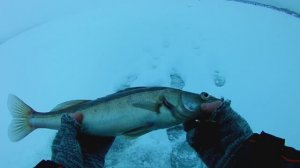 Ловля судака на тюльку.Рыбалка на верхней волге.