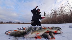 ПОЛНЫЕ ЛУНКИ, ЕГО ТУТ ТЬМА! КРУПНЫЙ ОКУНЬ В КАЖДОЙ ЛУНКЕ. Зимняя рыбалка в Астрахани по первому льду
