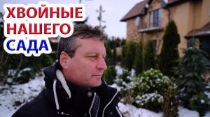 Хвойные нашего сада 2026