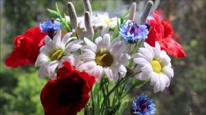 ПОЛЕВЫЕ ЦВЕТЫ. ВИШНЯ и ЗЕЛЕНАЯ ТРАВА. Автор и Исполнитель ФИЛИППОВ ЕВГЕНИЙ