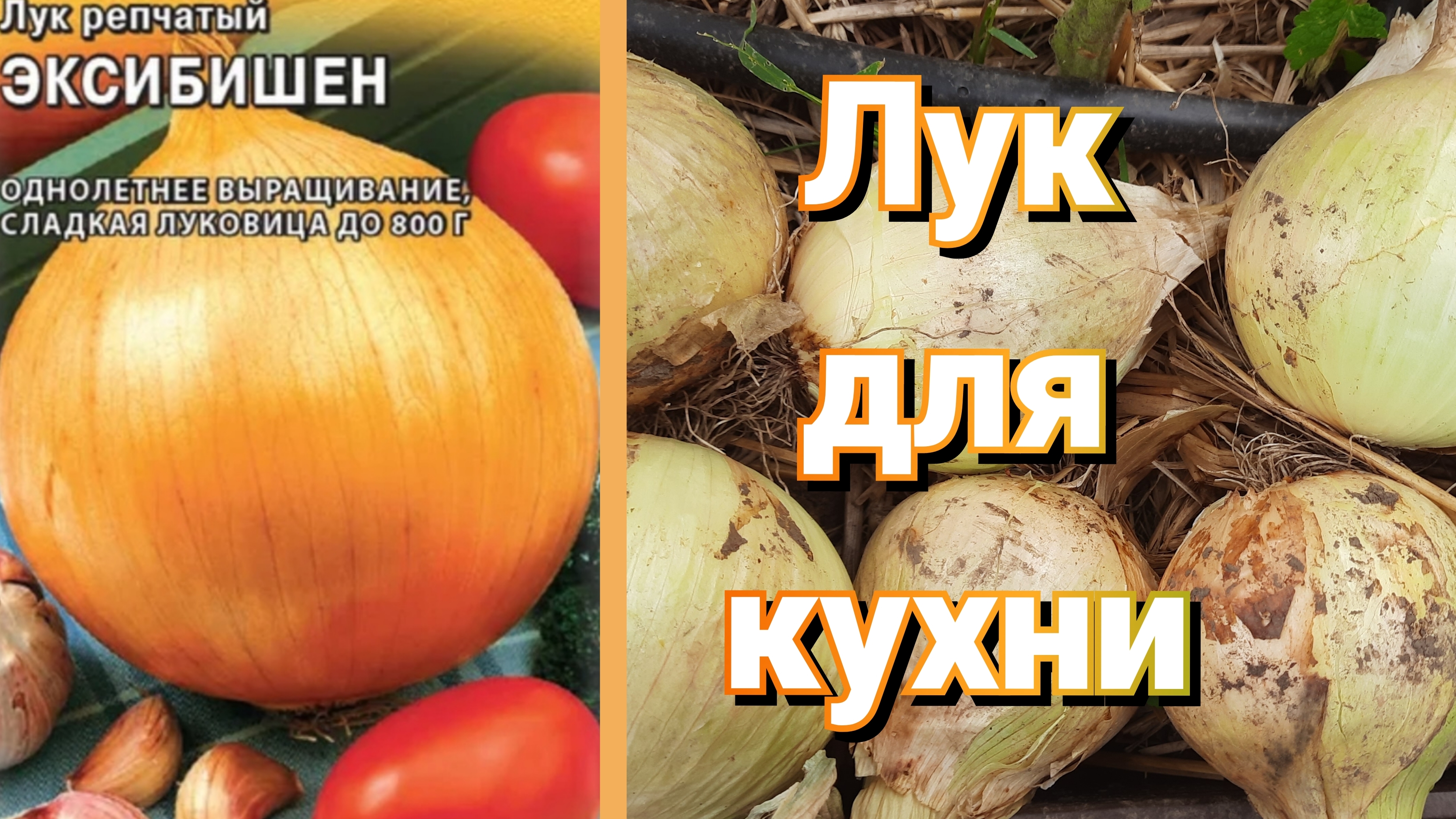 Лук Эксибишен. Ты не хочешь его выращивать. Это плохо... смотреть онлайн