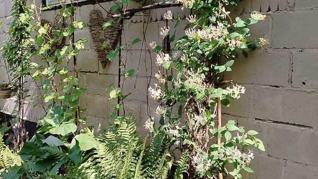 Жимолость Каприфоль (Lonícera caprifólium) на стене гаража. Наш сад 2025 смотреть онлайн