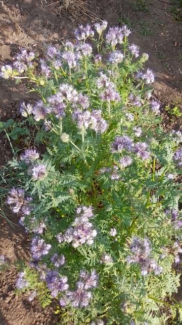 Фацелия. смотреть онлайн