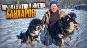 Банхары: "ВОЛКОДАВЫ" с ВОСТОКА #МоеПодворье