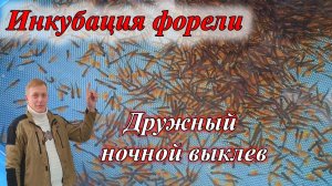 Инкубация икры форели. Выклев личинки.