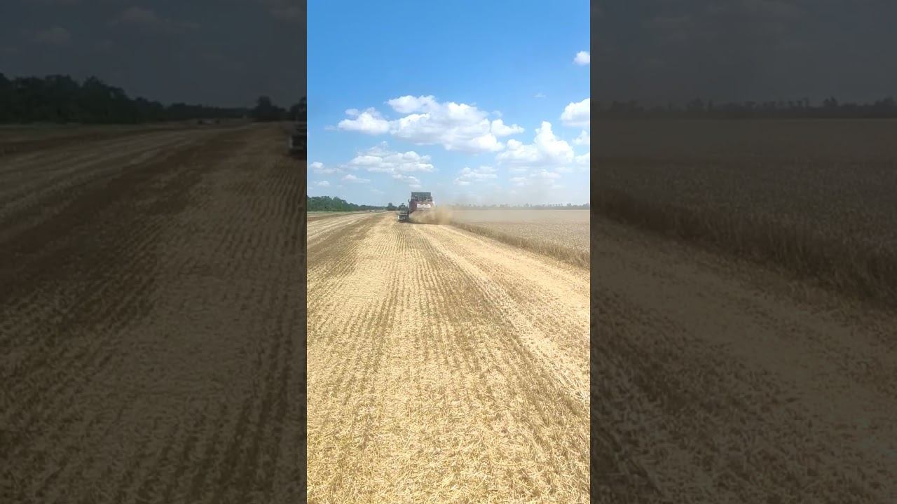 Закончили одно поле, молотим следующее #уборка2023
