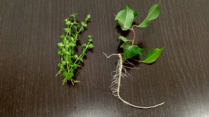 Посадка черенков дисхидии Миллион сердец и фикуса Вианди