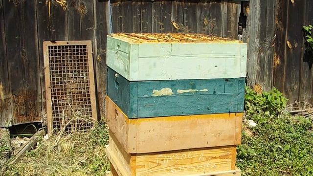 Обсушка пчёлами полурамок в июне смотреть онлайн