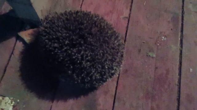 Большой ёж на крыльце смотреть онлайн