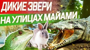 Все серии ! / Опасные районы / Крокодилы на улицах Майами / Как выйти из дома и выжить?