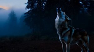 Ночная охота на волков