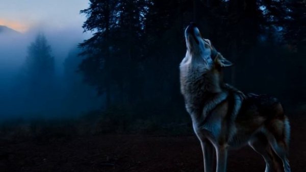 Ночная охота на волков