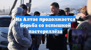 На Алтае продолжается борьба со вспышкой пастереллёза