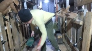 04-01-2026 Моё хозяйство / куры / козы.