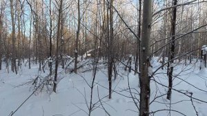 Первая охота в 2026 году. На лыжах к зайцу подойти уже трудно!