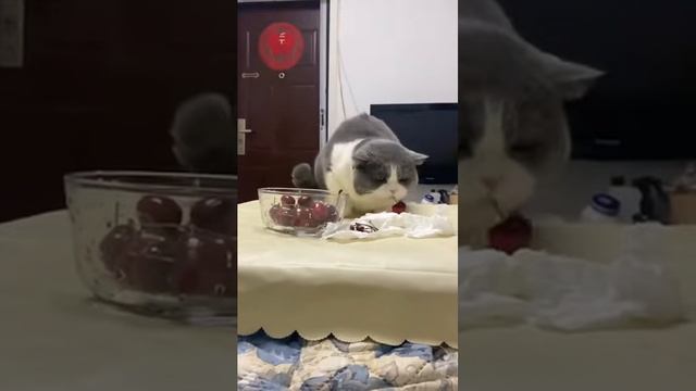 #186 Самые смешные животные. Приколы с котами и собаками