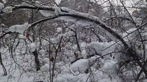 АСМР в лесу 🎄