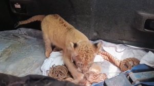 Двух львов использовали для фотосессий в Подмосковье, возбуждено уголовное дело