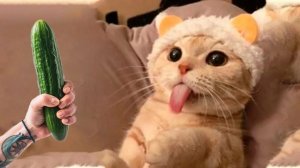 ПРИКОЛЫ С ЖИВОТНЫМИ😺🐶 | СМЕШНЫЕ КОТЫ и СОБАКИ😂