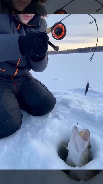 Поклёвка огромной щуки в прямом эфире!.. смотреть онлайн