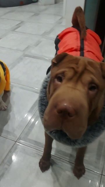 Зверь мое😀 смотреть онлайн