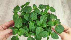 Мало кто знает что РАССАДУ ПЕРЦА выращивают ТОЛЬКО ТАК!