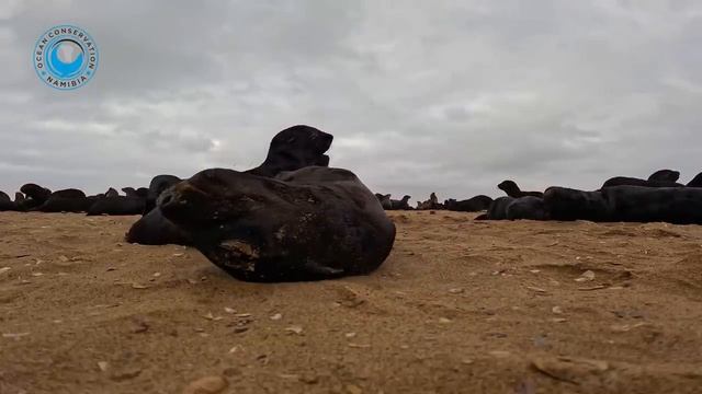 Новорожденные щенки капского котика! Невероятная милота!🥰