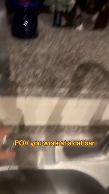 Бар для котов прикол наш тг⬇️