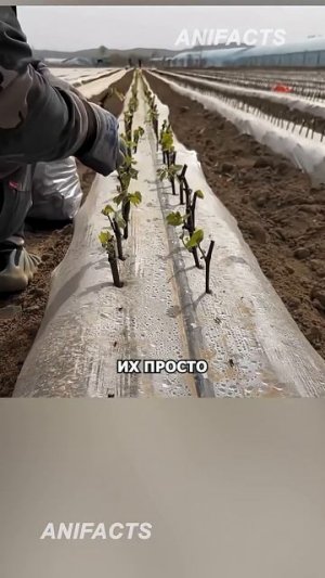 Как китайцы покоряют пустыни 🍇 #китай #агротехнологии #инновации #рецепт