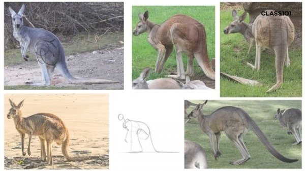 9-1 - My method of studying animal anatomy