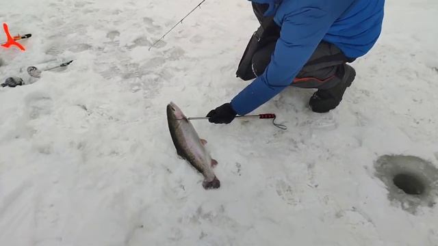 Помка актив