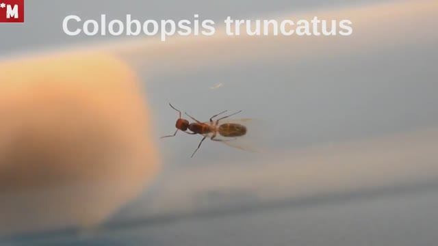 Коллекция муравьев. 12 видов. Обзор смотреть онлайн