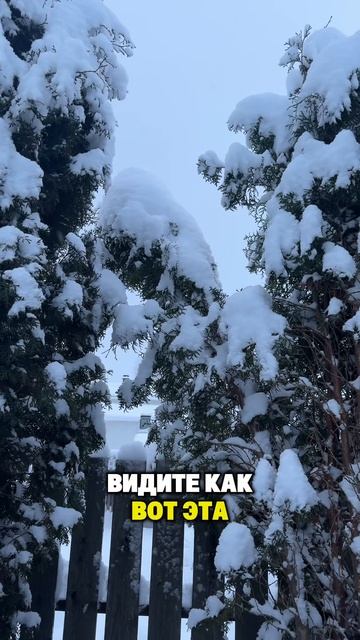 Как сделать так, чтобы туи не сломались от снега. Совет от Александра Касумова смотреть онлайн