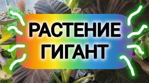 ПЕРЕСАДКА ГИГАНТА РЕГАЛ ШИЛДС