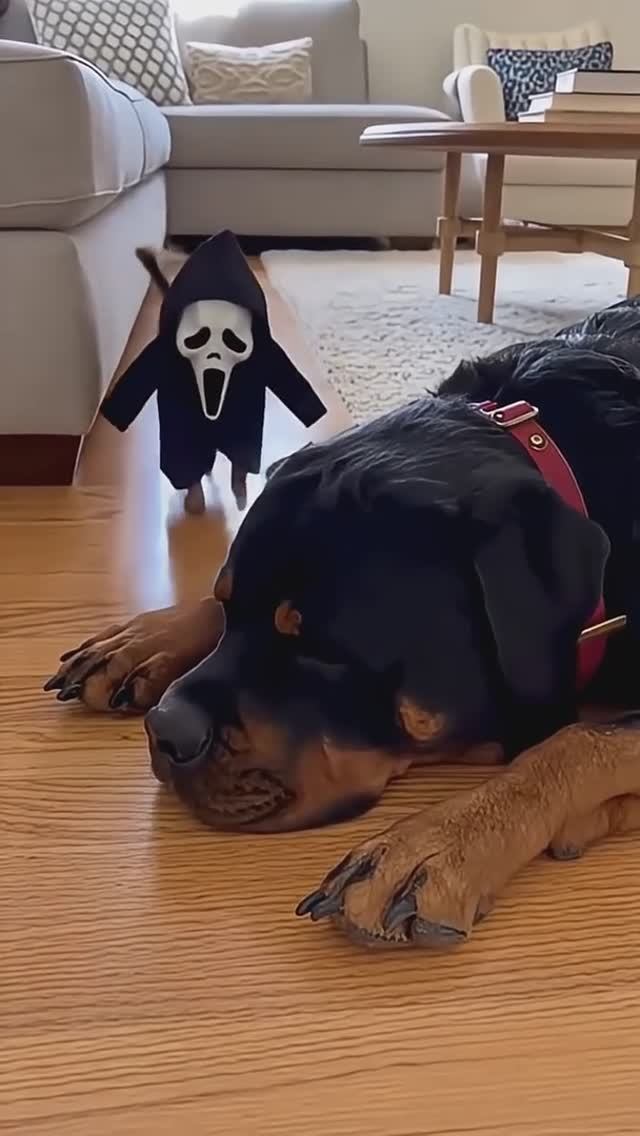 Костюм для собаки с вышивкой #ранетка #одеждадлясобак #yorkie #clothesfordog #pets смотреть онлайн