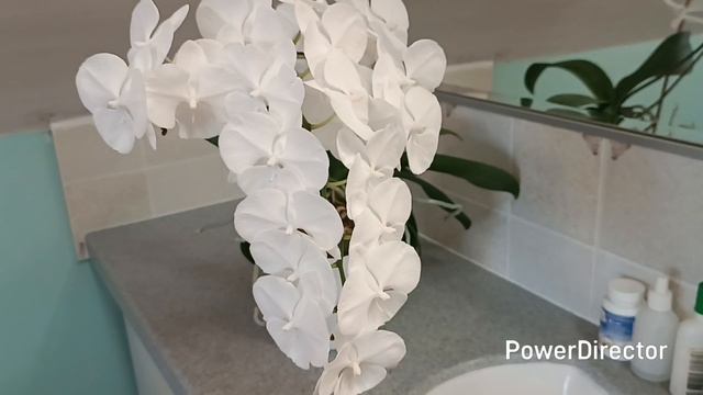 Орхидея Кристальная вода. Полное цветение. смотреть онлайн