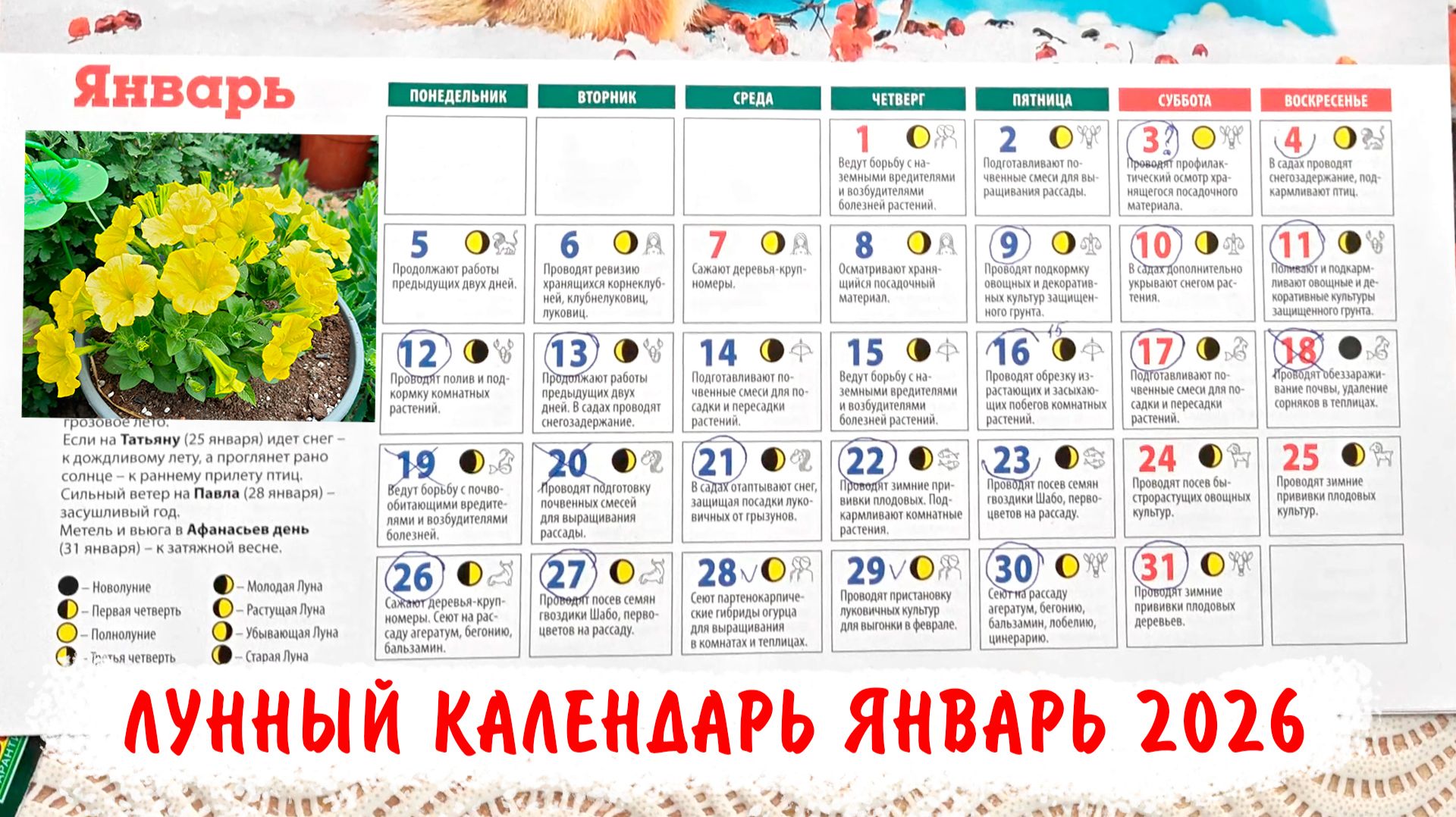 Лунный посевной календарь огородника на Январь 2026. Благоприятные дни, лучшее время для посевов! смотреть онлайн