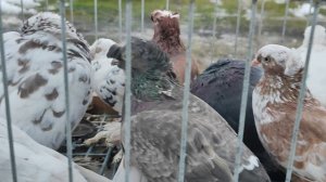 4.01.2026г Ярмарка Хатукай Усть-Лабинк!!!