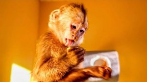 ОГО! Финик во всю уже ЕСТ ОВОЩИ И ФРУКТЫ, а Анфиса стащила КОШАЧИЙ КОРМ!