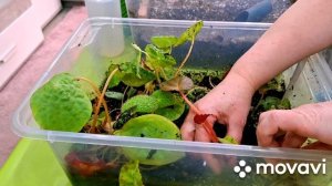 ЗАНИМАЮСЬ БЕГОНИЯМИ.КОМНАТНЫЕ РАСТЕНИЯ(ЦВЕТЫ).