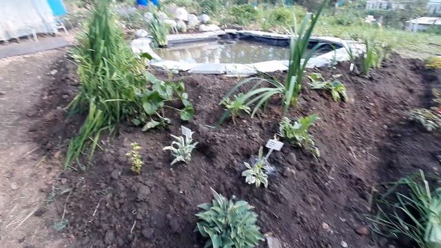 Пробежка по даче Колягино 2023.07.08