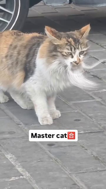 Кот мастер прикол наш тг⬇️