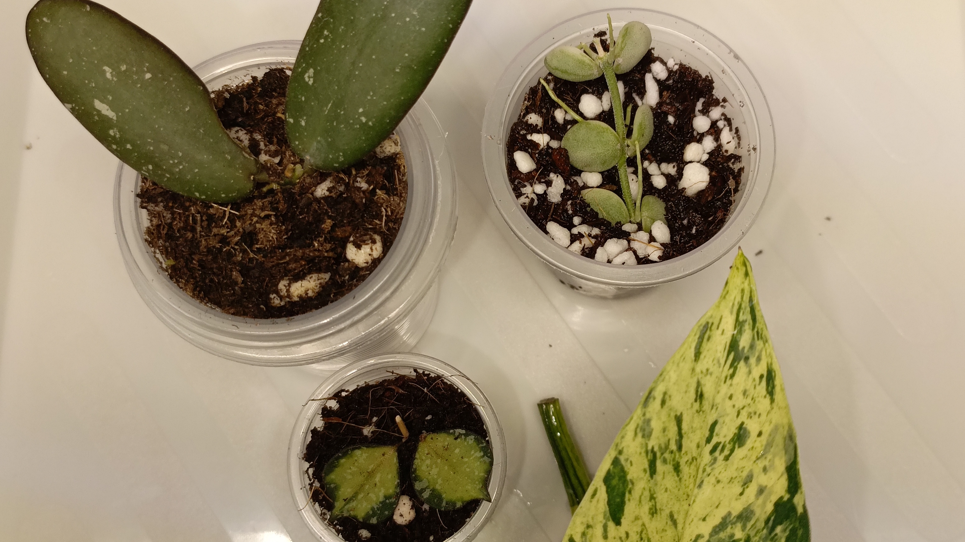 Новинки хой из Вишлиста 2026 смотреть онлайн