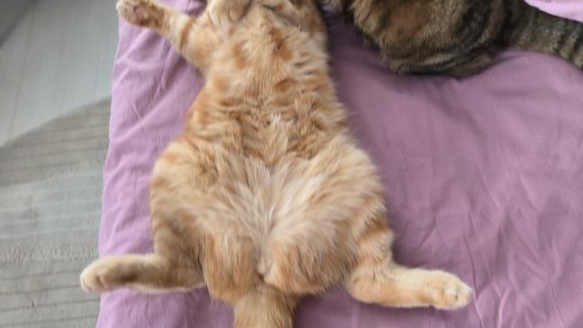 умыванья-целованья🐱🥰 смотреть онлайн